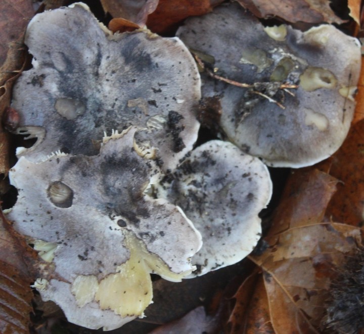 06 - 09. Forêt de Fausses-reposes - .jpg