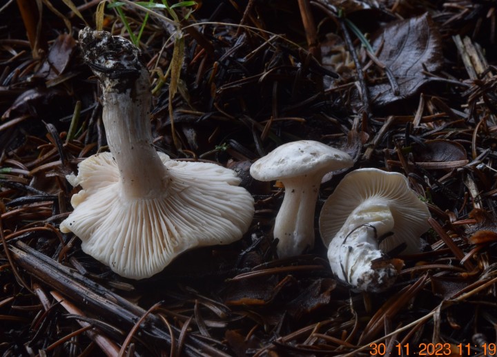 DSC_3820.JPG