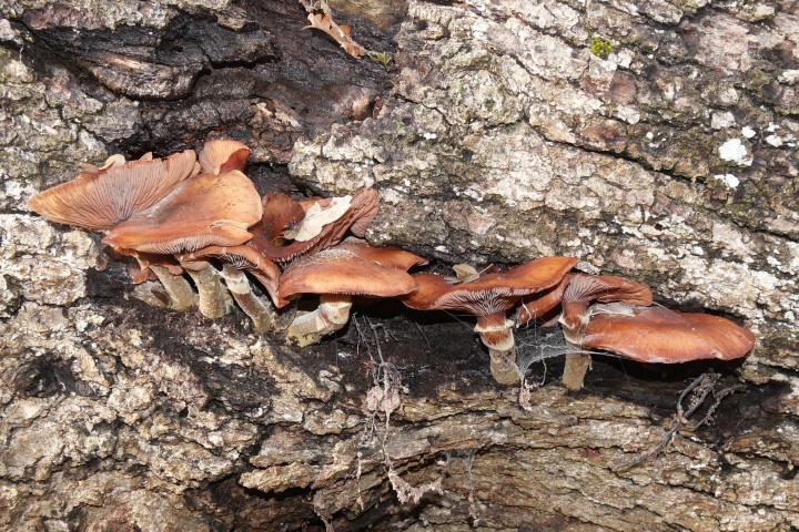 Armillaria ostoyae20231210_019.jpg