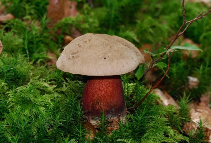 bolet à beau pied D 23_03.JPG