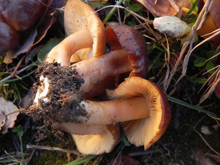DSCN7383.JPG