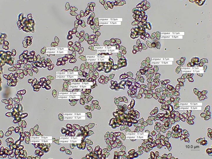 spores.jpg