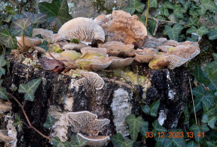 DSC_3824.JPG