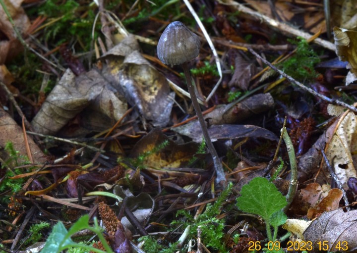 DSC_3658.JPG