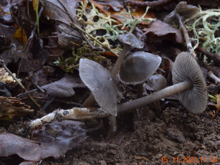 DSC_3805.JPG