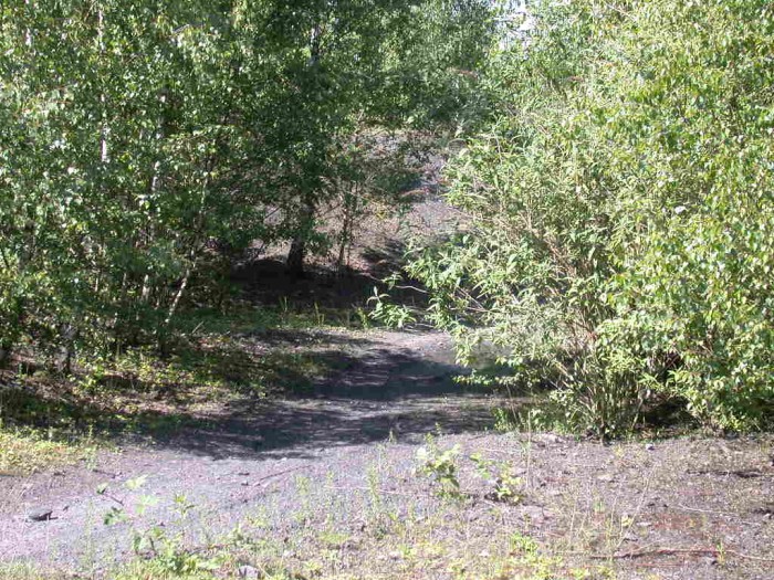Habitat Pilosithus arhizus
