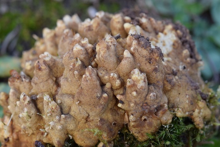 DSC_2712.jpg