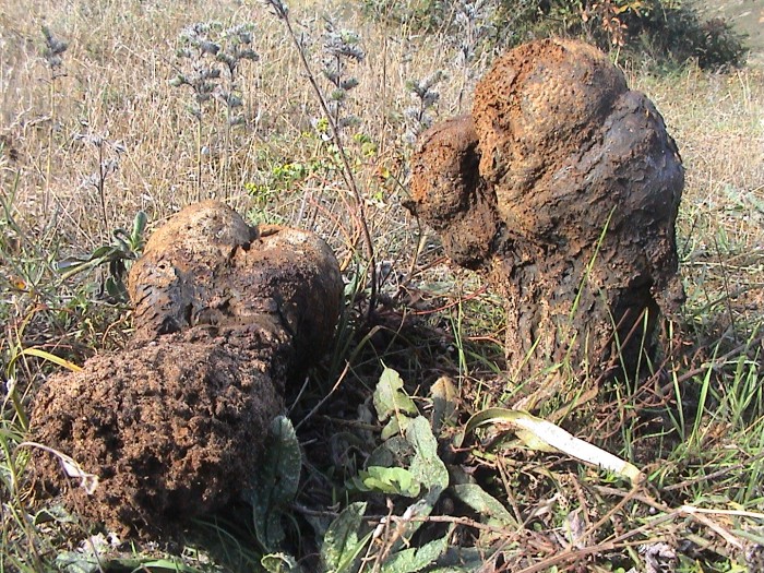 pisolithus arrhizus 300905 7.jpg