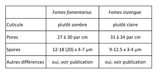 Fomes copie.jpg