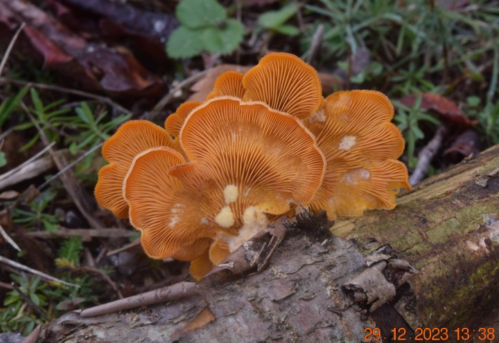 DSC_3849.JPG