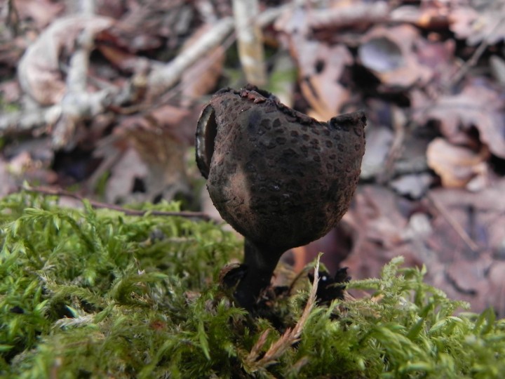DSCN9526.JPG