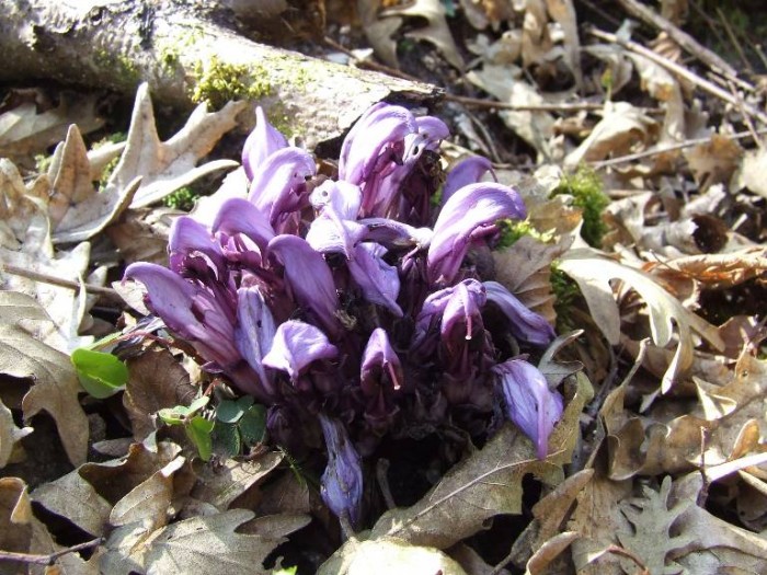 Lathraea clandestina 2007_05-06-0014.JPG