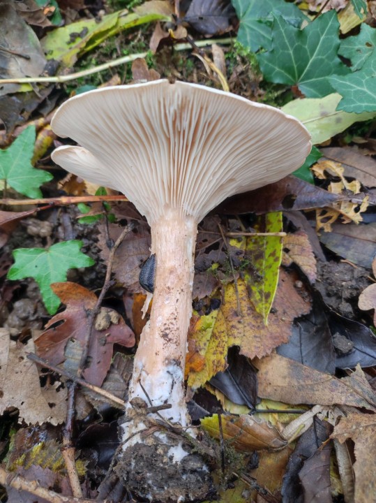 Champignon_1_photo_1.jpg