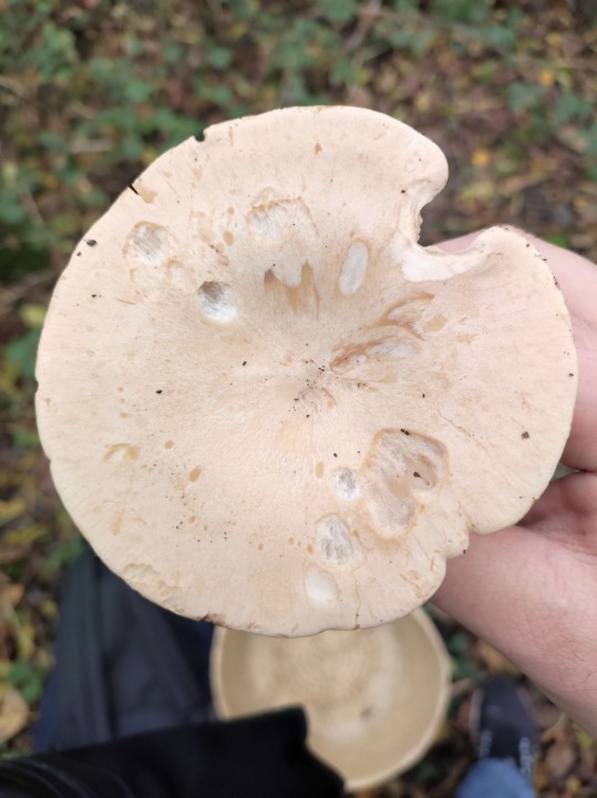 Champignon_1_photo_3.jpg