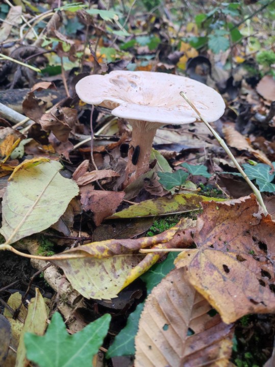 Champignon_1_photo_9.jpg