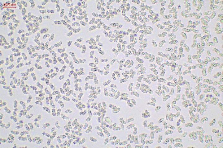 spores-002.jpg