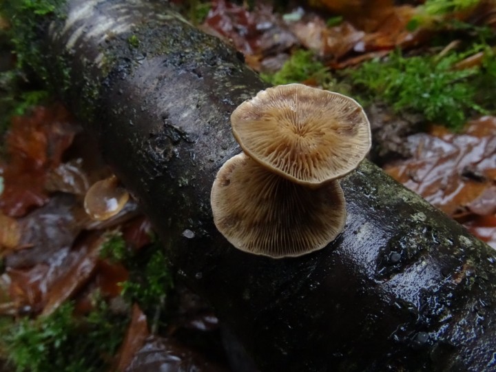 DSC05538.JPG