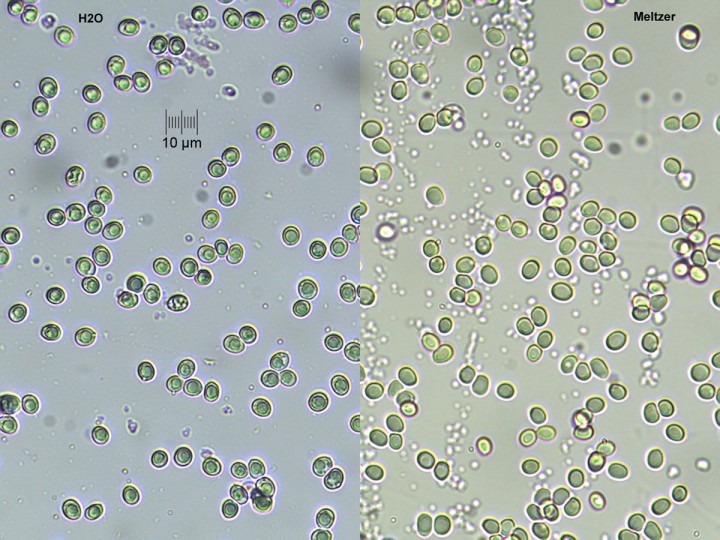 spores_x400.jpg