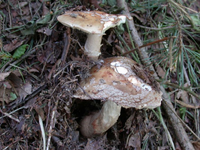 Amanita  Ry de Rome 1JUIN2009 030.jpg