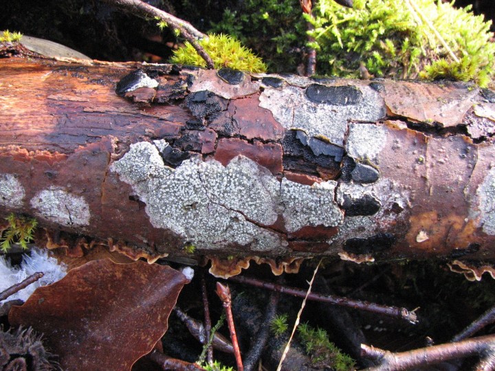 le lichen sur son support, Fagus sylvatica