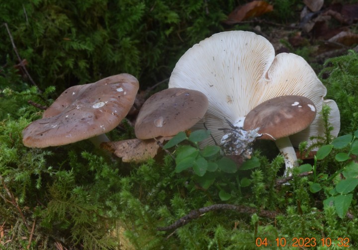 DSC_3701.JPG