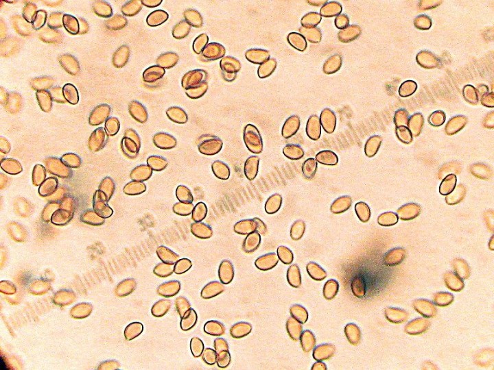 spores