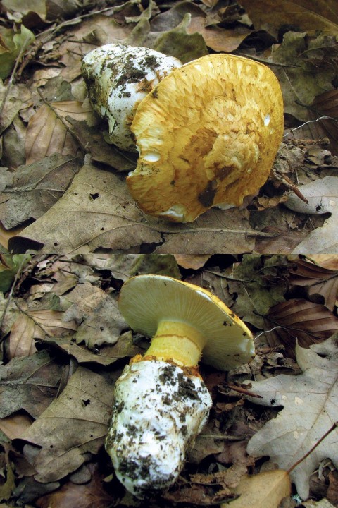 Squamanita-schreieri-web.jpg