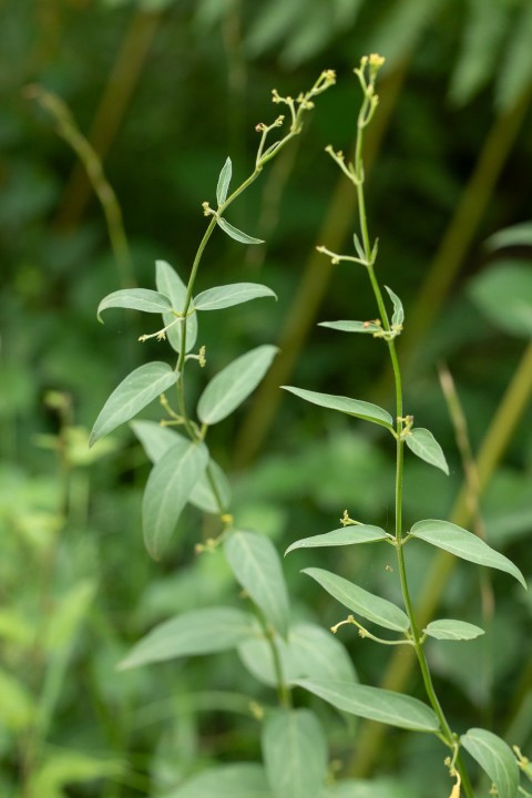 fleur-2.jpg