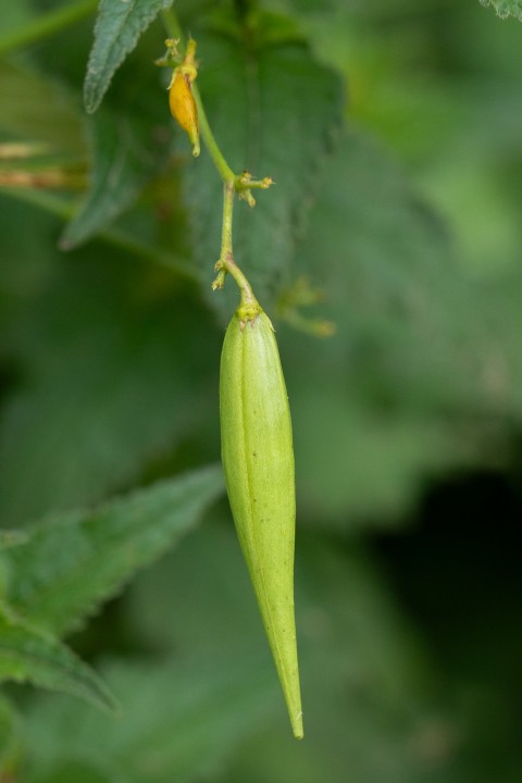 fleur-3.jpg
