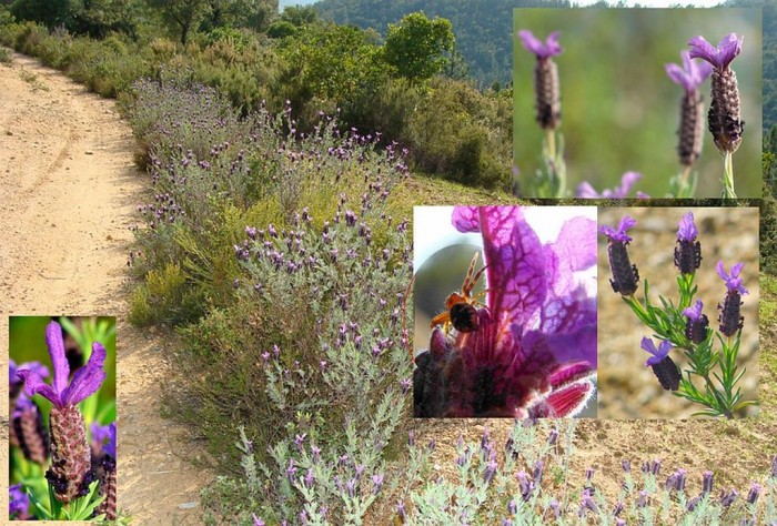 terrain Lavandula.jpg