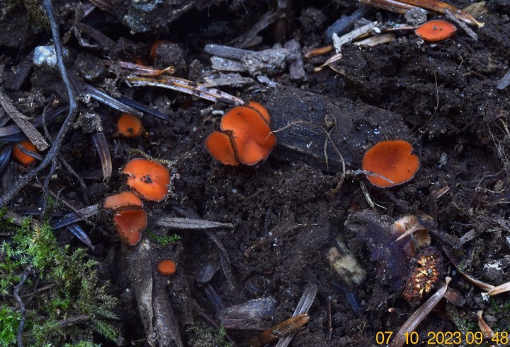 DSC_3730.JPG
