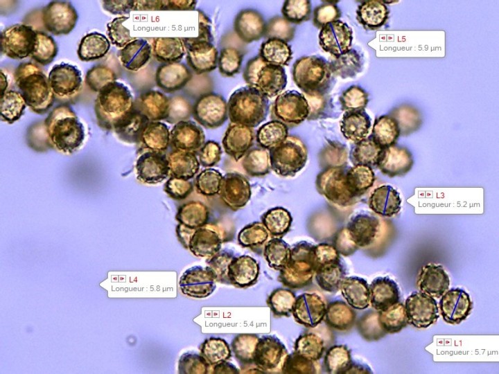 spores  vers 5-6 µm