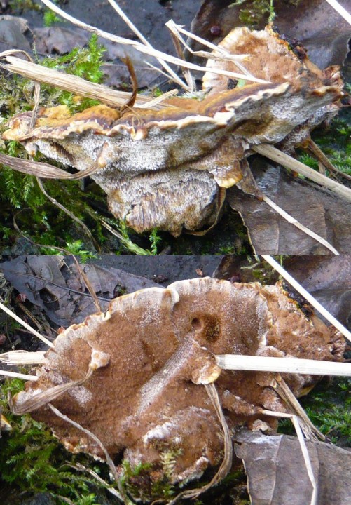 Xanthoporia radiata (récolte Fouad)
