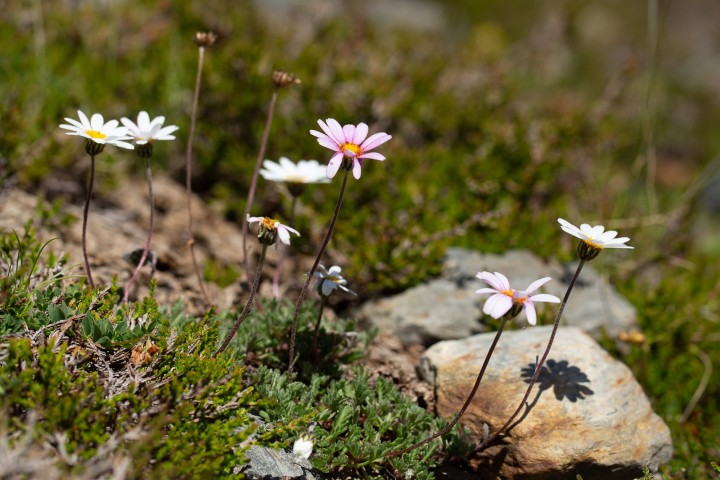 Fleur-2.jpg