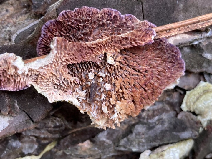 77ABF56D-DB25-414A-A14C-A72664634E6D.jpeg