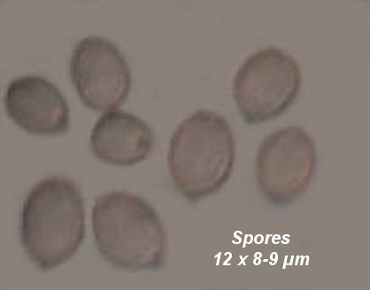 spores.jpg