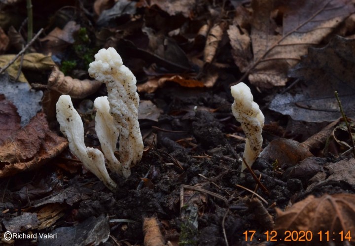 Clavulina rugosa.JPG