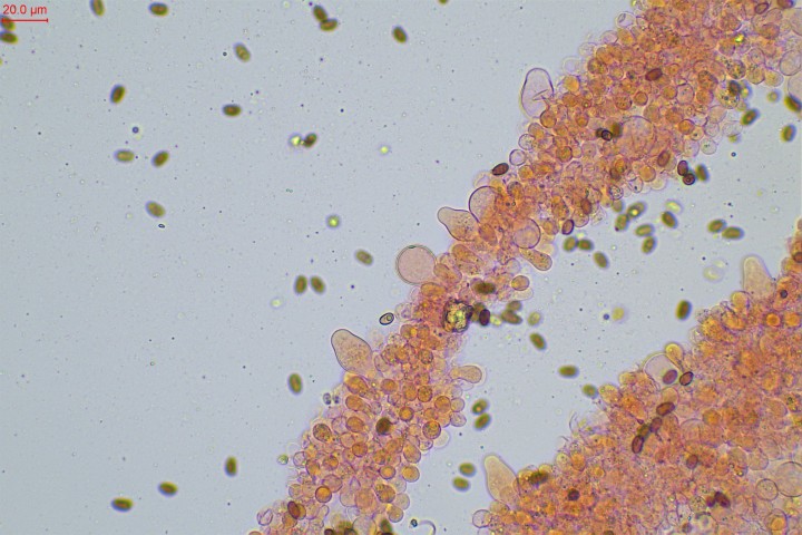 pleurocystides utriformes à sublagéniformes
