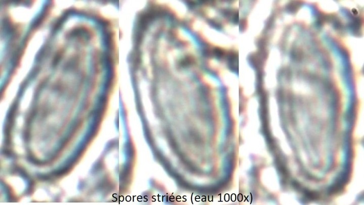 IS_16 - Copie.jpg