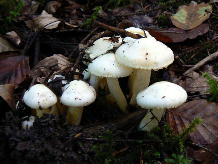 P1170528.jpg