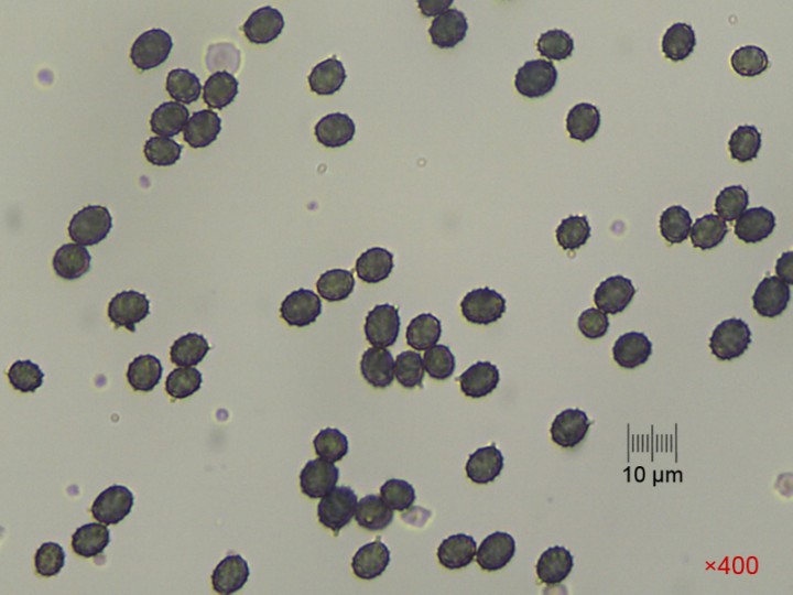 spores_x400_01.jpg