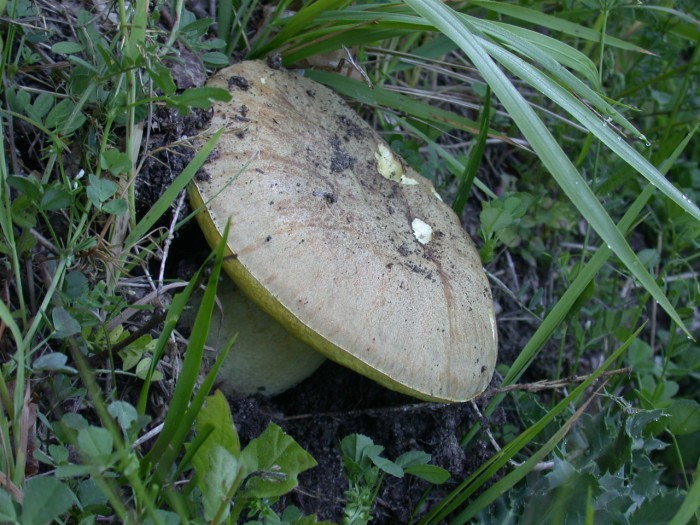 Boletus sp. (4).JPG