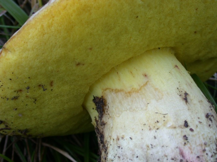 Boletus sp.(1).JPG