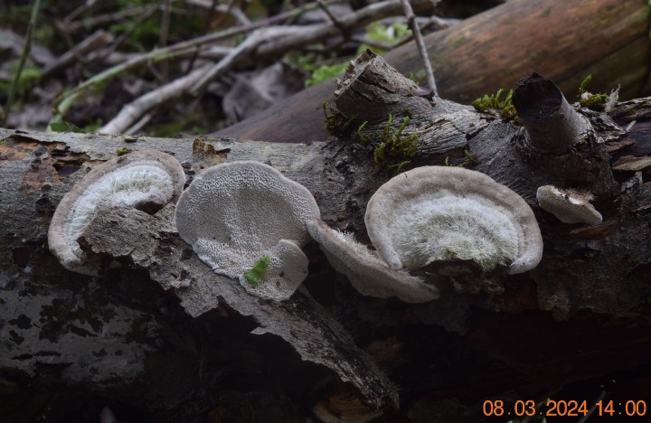 DSC_3887.JPG