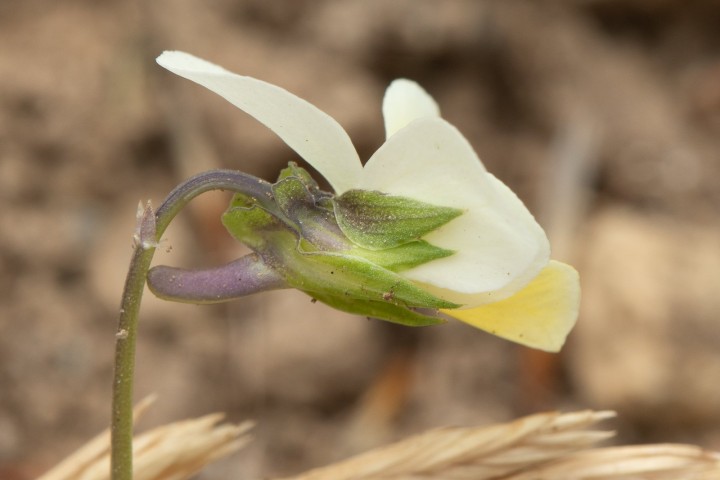 Viola-3.jpg