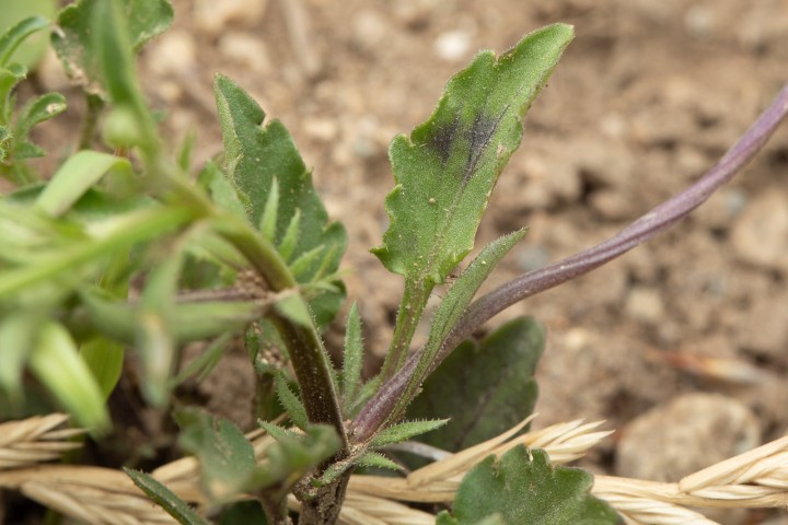 Viola-4.jpg