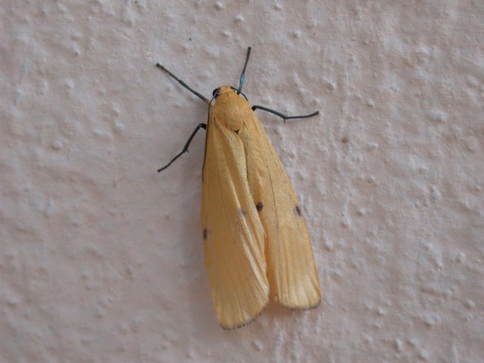 3°Lithosia quadra Femelle