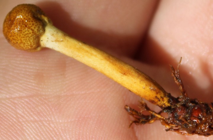 Cordyceps grêle.jpg