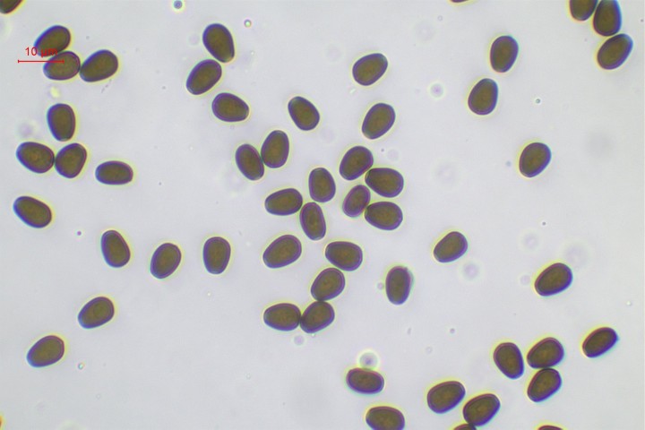 Psathyrella Garage Poteries-008.jpg