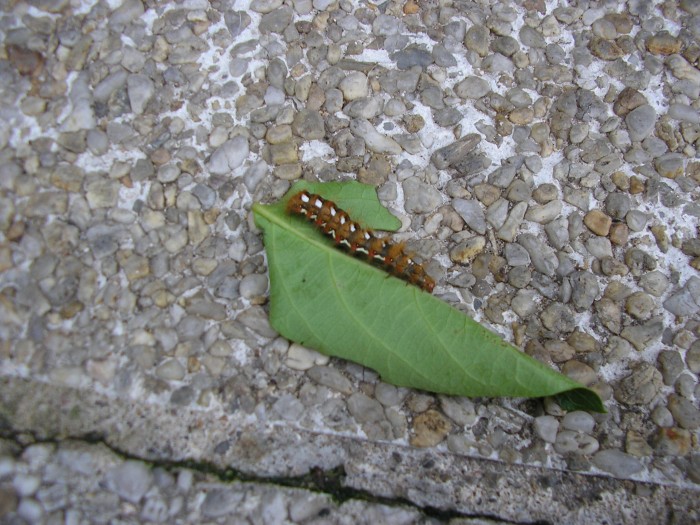 P6100005.JPG